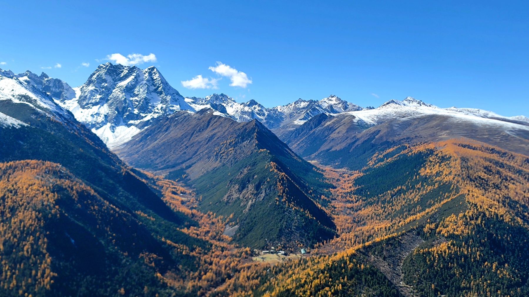 A snow-covered peak above a valley of golden larches